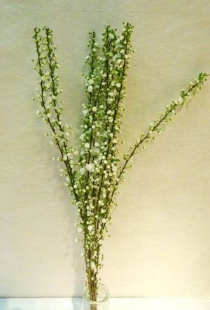 PRUNUS BLANCHE 70